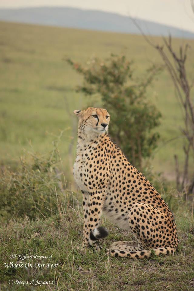 Full-day game drive in Maasai Mara