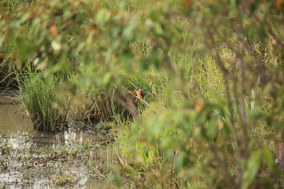 Full-day game drive in Maasai Mara