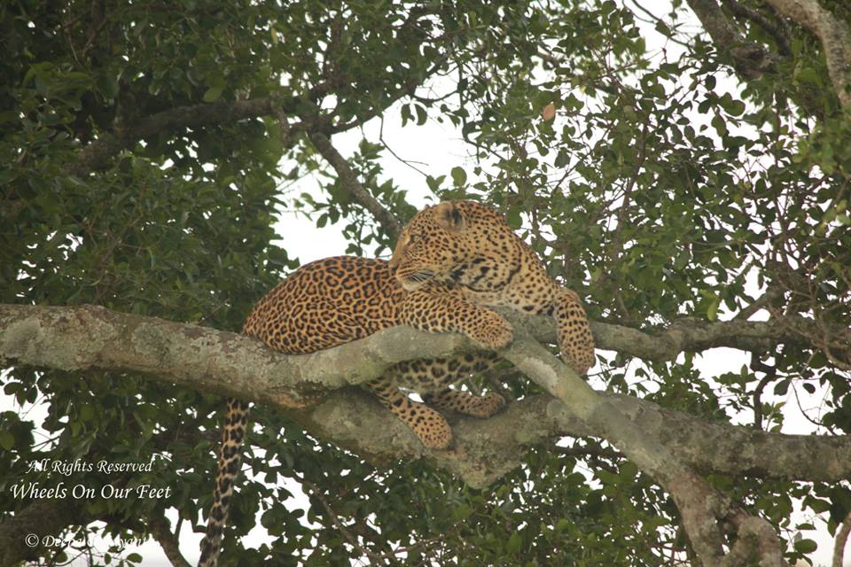 Full-day game drive in Maasai Mara