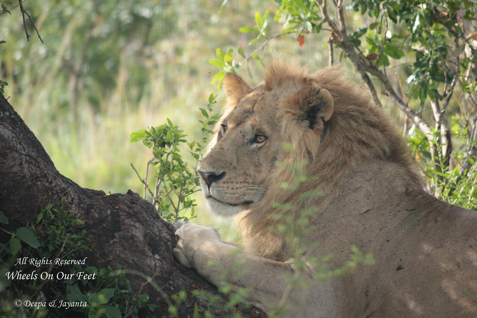 Full-day game drive in Maasai Mara