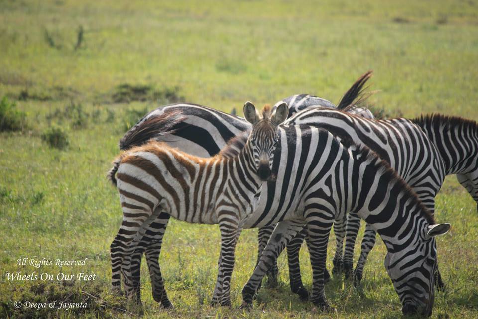 Full-day game drive in Maasai Mara