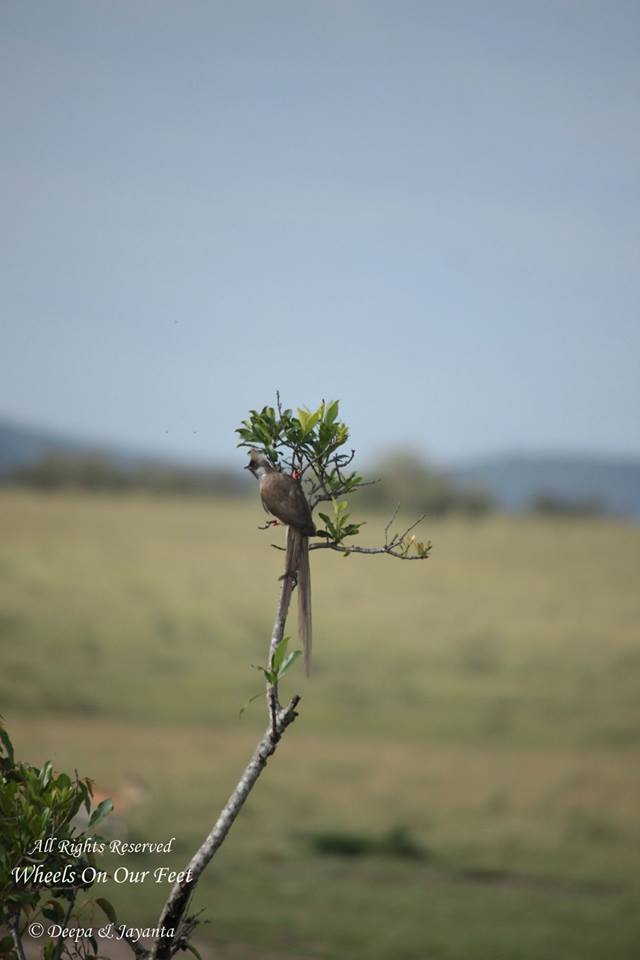 Full-day game drive in Maasai Mara