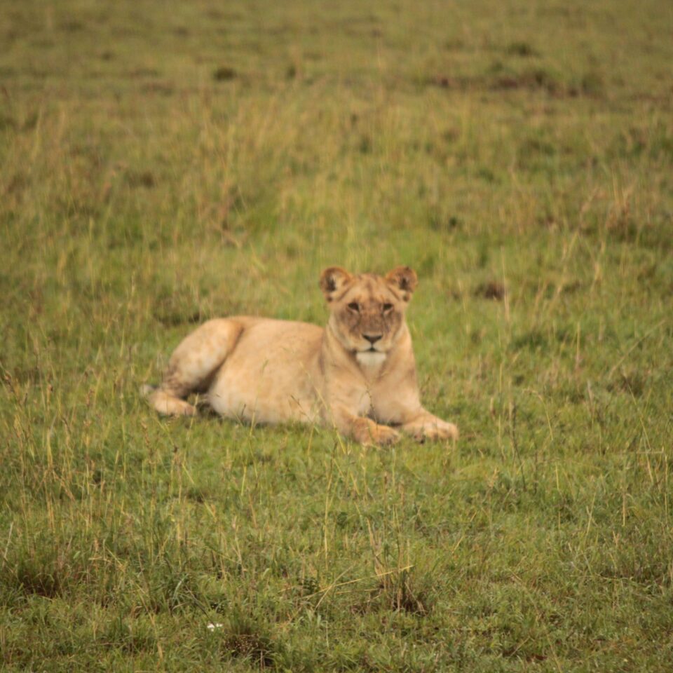 Sunrise Safari in Maasai Mara, Kenya