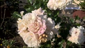 Stay at the Misty Mountains in Jhaltola, Uttarakhand