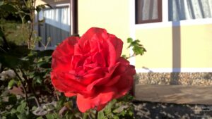 Stay at the Misty Mountains in Jhaltola, Uttarakhand