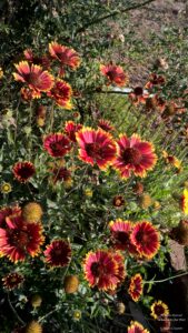 Stay at the Misty Mountains in Jhaltola, Uttarakhand