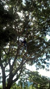 Stay at the Misty Mountains in Jhaltola, Uttarakhand