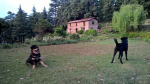 The 2nd Halt in Uttarakhand Road-trip -- Abbott Mount: the Abbott Mount Cottage