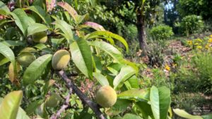 The 2nd Halt in Uttarakhand Road-trip -- Abbott Mount: the Abbott Mount Cottage