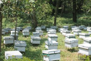 Things to do in Jeolikote, Uttarakhand