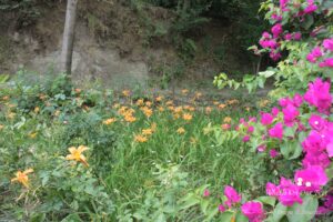 Things to do in Jeolikote, Uttarakhand