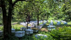 Things to do in Jeolikote, Uttarakhand