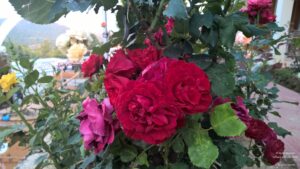 Chaukori – 5th Halt in Our Uttarakhand Road-trip: Review of Ojaswi Resort in Chaukori