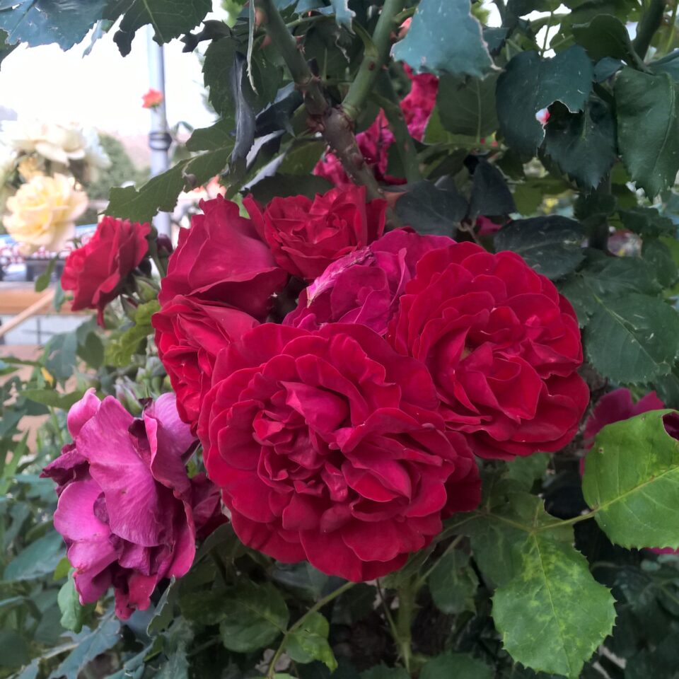 Chaukori – 5th Halt in Our Uttarakhand Road-trip: Review of Ojaswi Resort in Chaukori