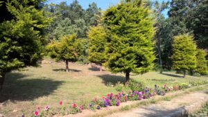 Chaukori – 5th Halt in Our Uttarakhand Road-trip: Review of Ojaswi Resort in Chaukori