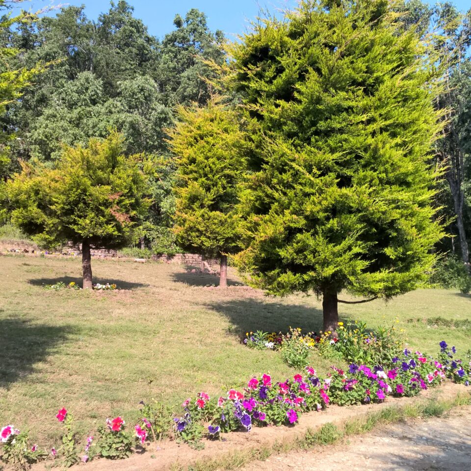 Chaukori – 5th Halt in Our Uttarakhand Road-trip: Review of Ojaswi Resort in Chaukori