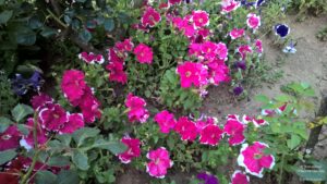 Chaukori – 5th Halt in Our Uttarakhand Road-trip: Review of Ojaswi Resort in Chaukori