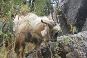 Drive to Munsiyari, Uttarakhand
