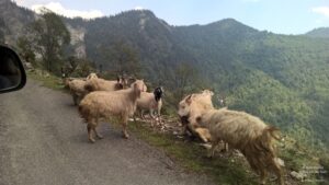 Drive to Munsiyari, Uttarakhand