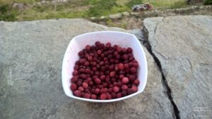 Stay at the Grand Oak Manor in Binsar, Uttarakhand