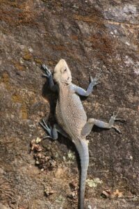 Stay at the Grand Oak Manor in Binsar, Uttarakhand