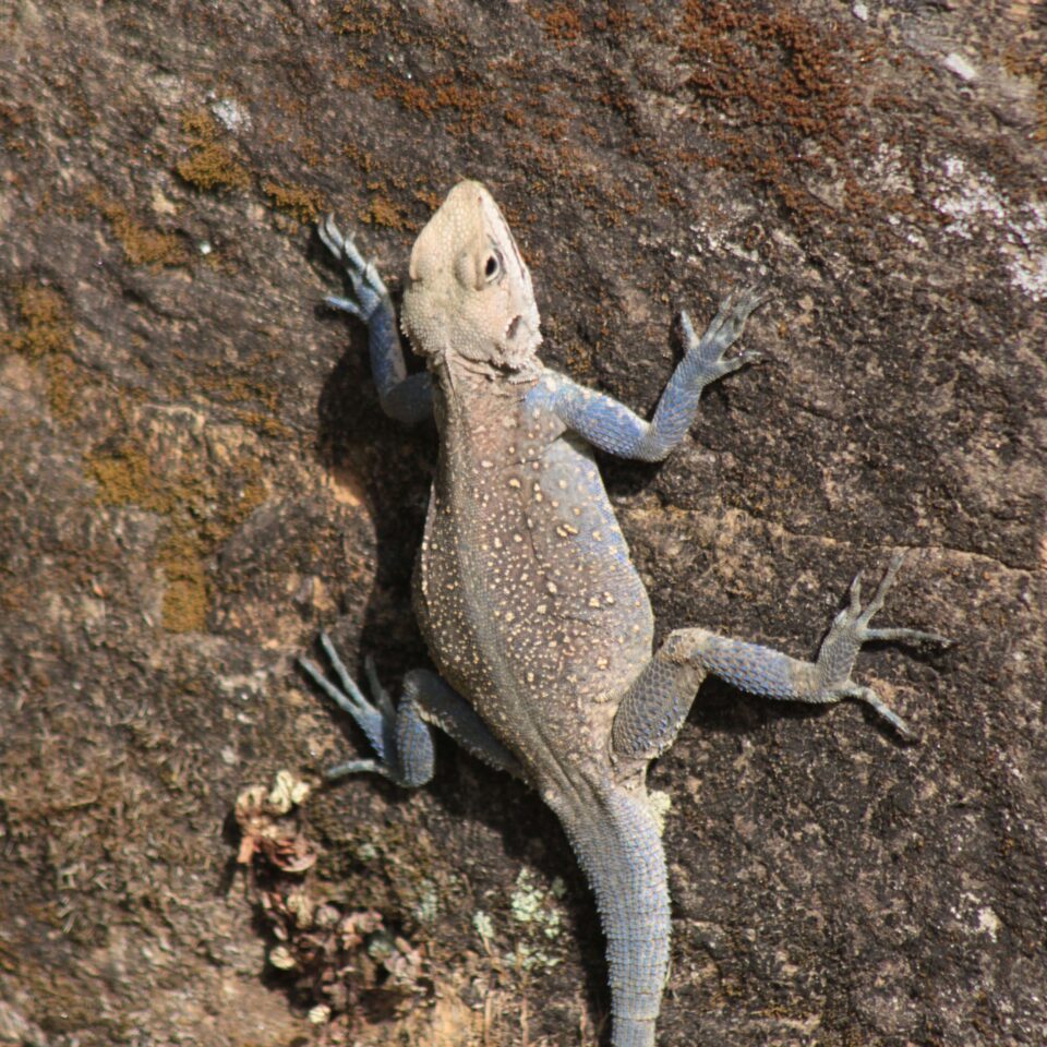 Stay at the Grand Oak Manor in Binsar, Uttarakhand