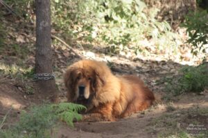 Stay at the Grand Oak Manor in Binsar, Uttarakhand