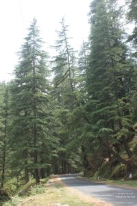 Sight-Seeing in Binsar, Uttarakhand