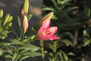 Hotel Review: Soulitude in Gagar, Uttarakhand, India