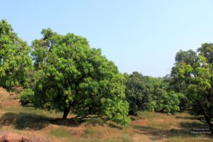 Drive from Mumbai to Ganapatiphule