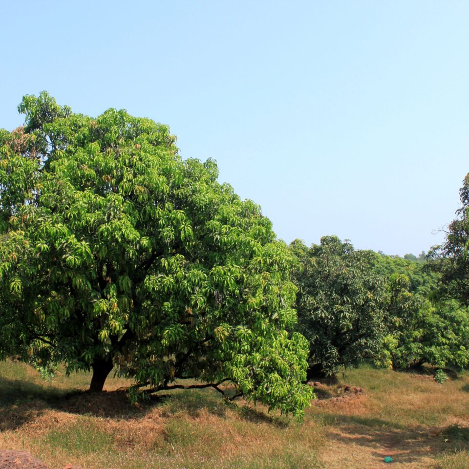Drive from Mumbai to Ganapatiphule