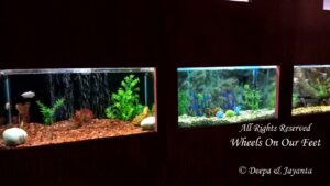 ight-seeing in Ganapatiphule --Ratnagiri Aquarium & Museum