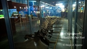 ight-seeing in Ganapatiphule --Ratnagiri Aquarium & Museum