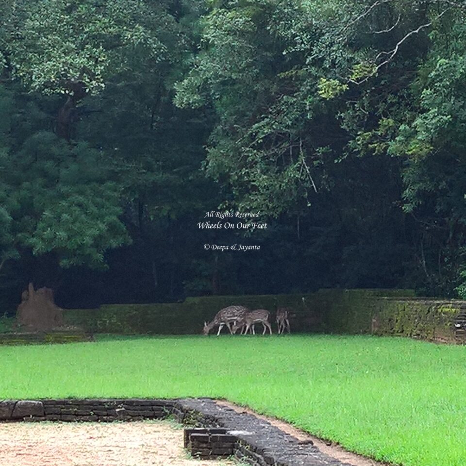 Sigiriya Tour, Sri Lanka