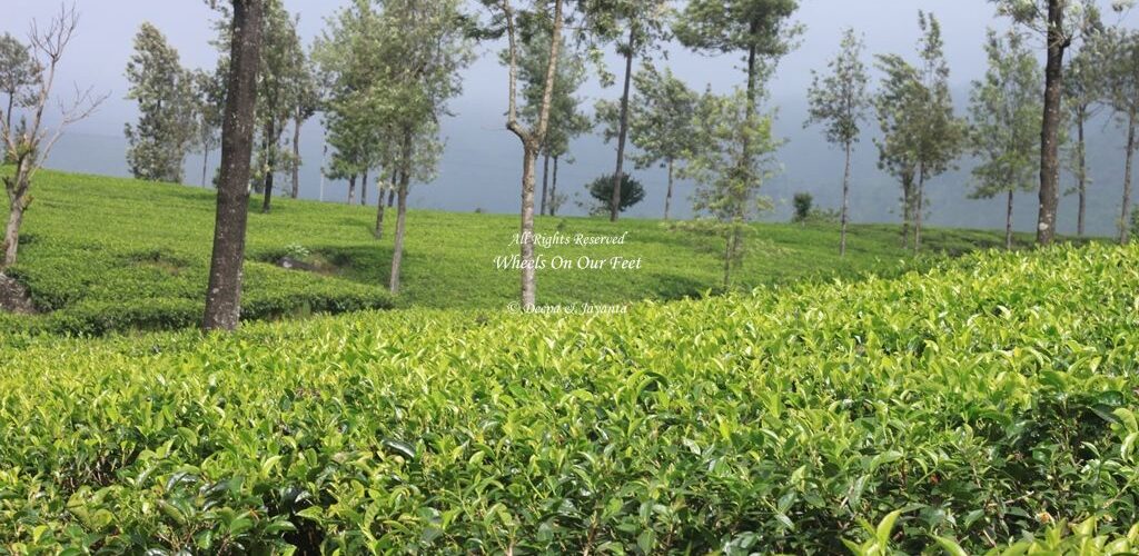 Drive from Nuwara Eliya to Unawatuna, Sri Lanka