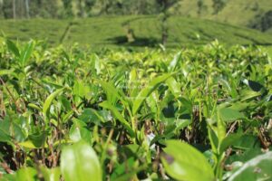 Drive from Nuwara Eliya to Unawatuna, Sri Lanka