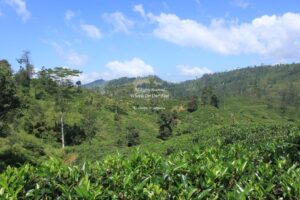 Drive from Nuwara Eliya to Unawatuna, Sri Lanka