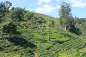 Drive from Nuwara Eliya to Unawatuna, Sri Lanka