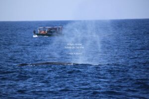 Whale Watching in Mirissa in Sri Lanka