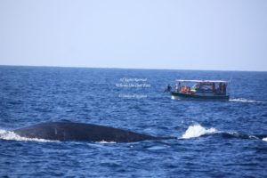 Whale Watching in Mirissa in Sri Lanka