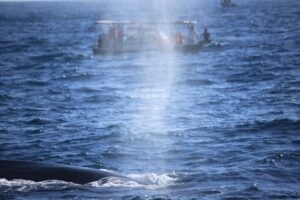 Whale Watching in Mirissa in Sri Lanka
