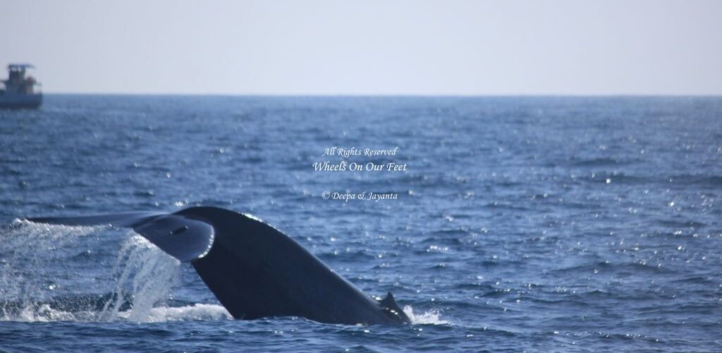 Whale Watching in Mirissa in Sri Lanka