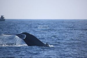 Whale Watching in Mirissa in Sri Lanka