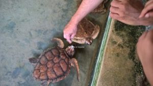 Kosgoda Turtle hatchery in Sri Lanka