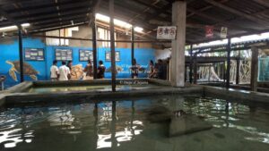 Kosgoda Turtle hatchery in Sri Lanka