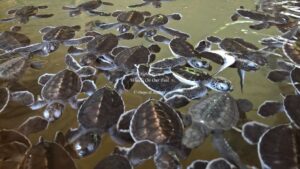 Kosgoda Turtle hatchery in Sri Lanka