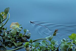 Houseboat cruise in the backwaters of Kerala, India