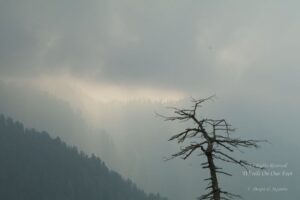 Hills-hopping in Himachal