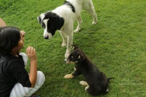 Hills-hopping in Himachal