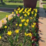 The Mughal Gardens, Rashtrapati Bhavan in Delhi, India
